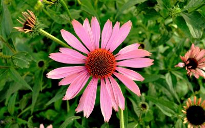 Echinacea – The Flower with Power!