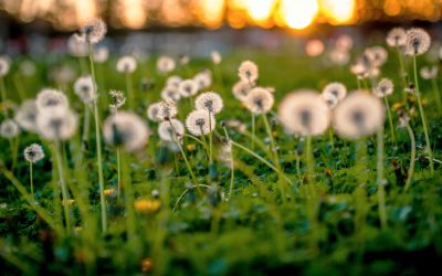 Pascallerg® – Homeopathy for Hay Fever Sufferers 